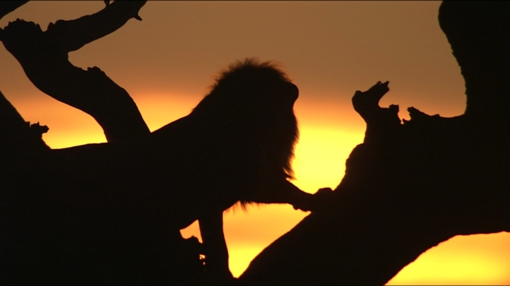 【画像】映画『劇場版 ダーウィンが来た！ アフリカ新伝説』場面カット (夕日とライオン)